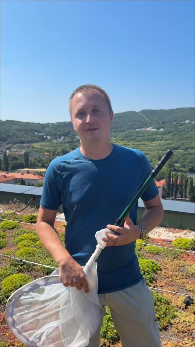 Adrian Purkart from the Faculty of Natural Sciences at Comenius University explored biodiversity on the green rooftops of our Guthaus project. 🌿🐝 

High above the city, life still blooms at 61 meters, our rooftop is helping scientists study how green roofs support urban life. 🌿

#corwin #developer #greenroofs #greendevelper #sustainbility #architecture #bratislava #bratislava_architecture #architecture #fasada #budova #zelenestrechy #stavba #ekologia
#einpark #bratislava #leed #leedzerocarbon #corwin #developer #greenroofs #greendeveloper #sustainbility #architecture #bratislava #bratislava_architecture #architecture #fasada #budova #zelenestrechy