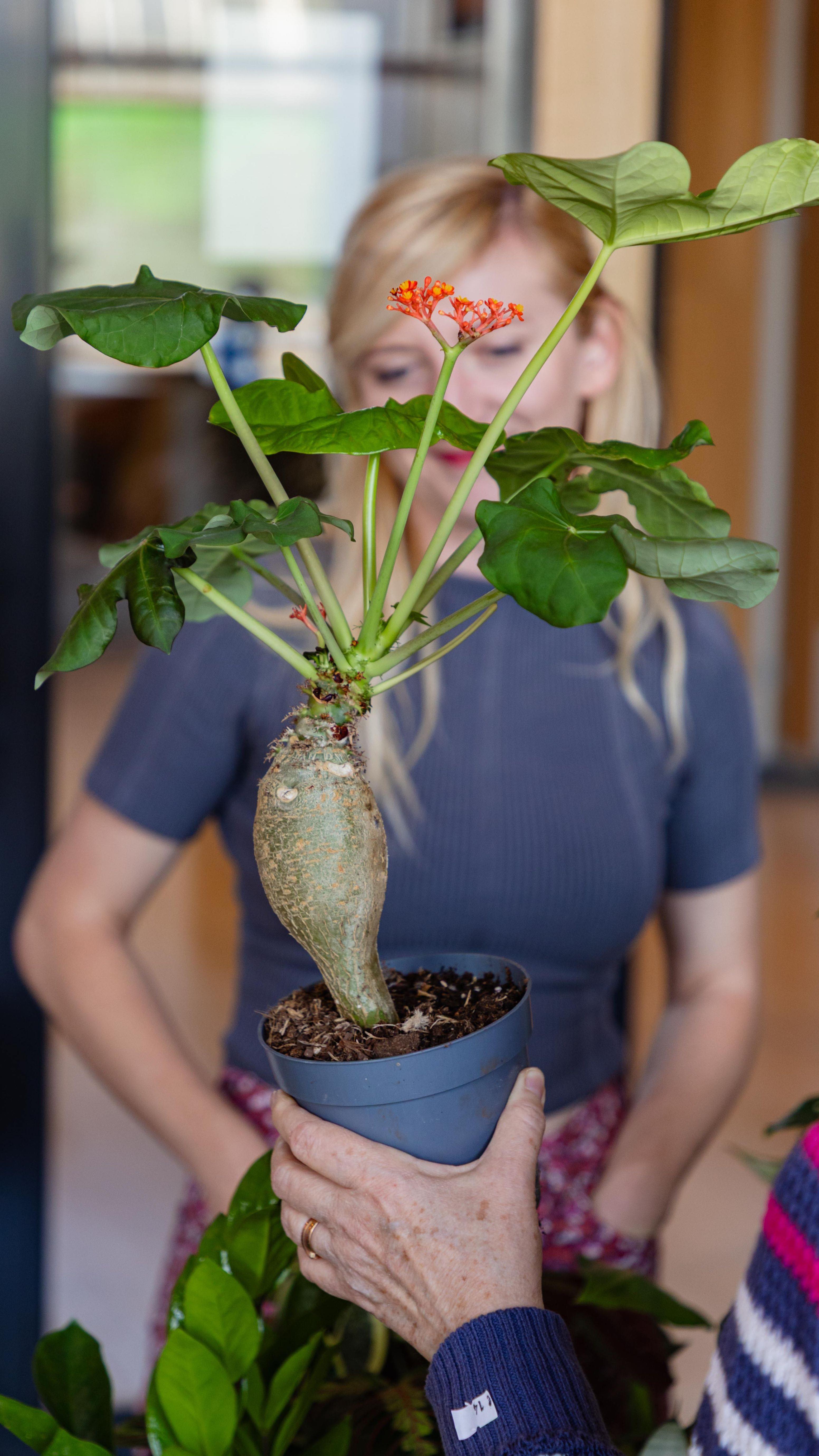 Our latest plant swap at Einpark Offices turned the lobby into a little green jungle, full of life, smiles, and leafy new friendships. 🌸

Tenants brought plants, traded cuttings, adopted some leafy buddies, and made the space feel even more like home. 🏡

All thanks to @svokrinejazyky ☺️🌸

We love creating moments like this — small, simple, but full of connection. 💚

#einpark #bratislava #leed #leedzerocarbon #corwin #developer #greenroofs #greendeveloper #sustainbility #architecture #bratislava #bratislava_architecture #architecture #fasada #budova #zelenestrechy #stavba #ekologia