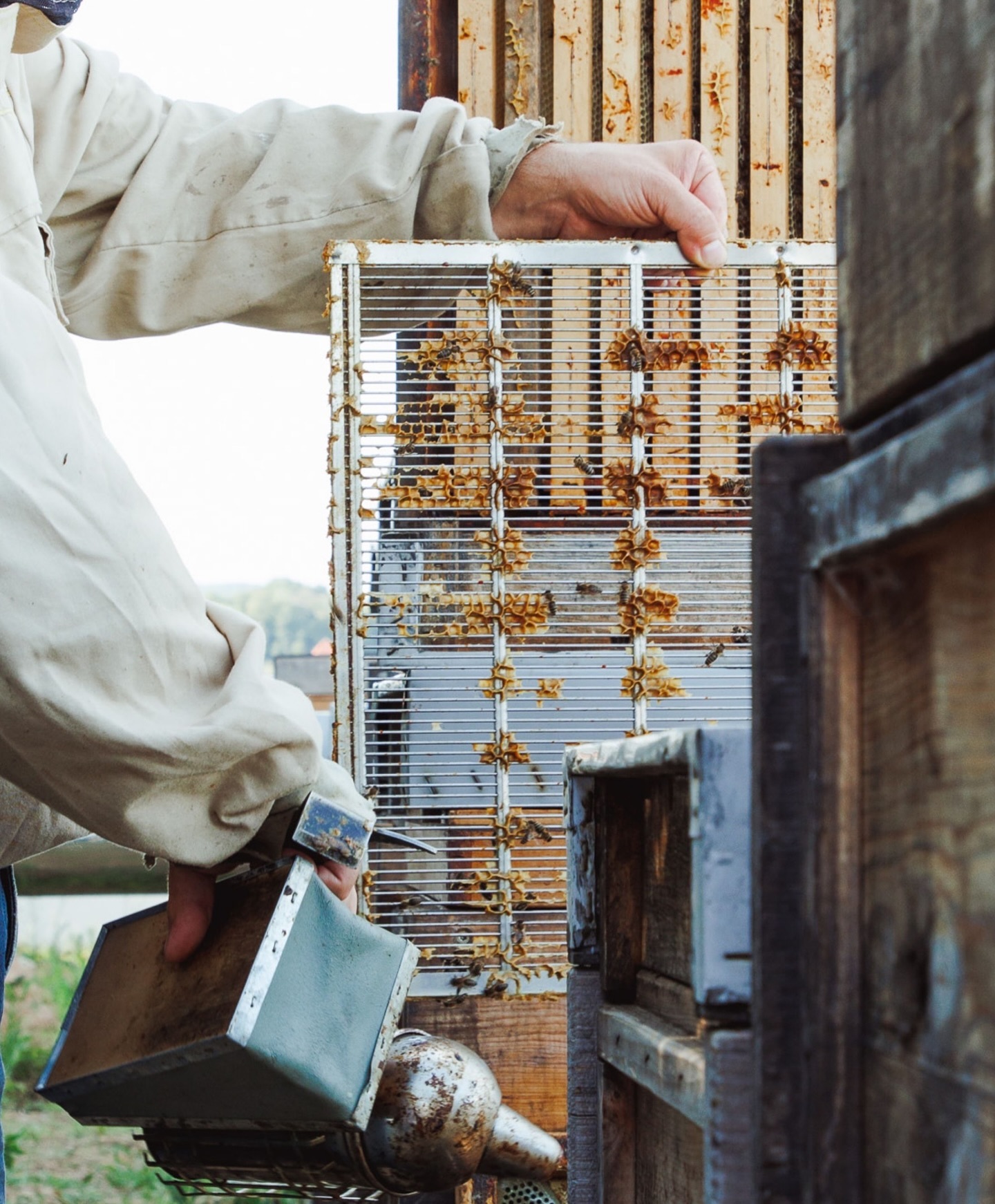 Einpark’s bees have been busy! 🍯🐝 We celebrated another successful honey harvest at Einpark, showcasing the beauty of urban sustainability. As Slovakia’s first LEED Zero Carbon building, Einpark is leading the way in green living. 💚

#einpark #bratislava #leed #leedzerocarbon #corwin #developer #greenroofs #greendeveloper #sustainbility #architecture #bratislava #bratislava_architecture #architecture #fasada #budova #zelenestrechy #stavba #ekologia